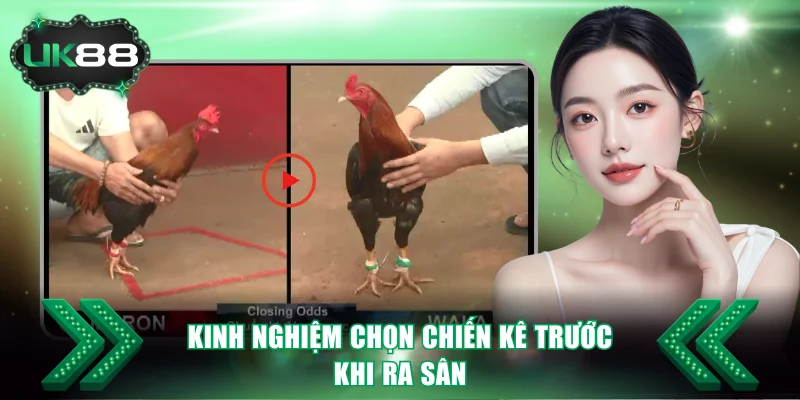 Kinh nghiệm chọn chiến kê trước khi ra sân
