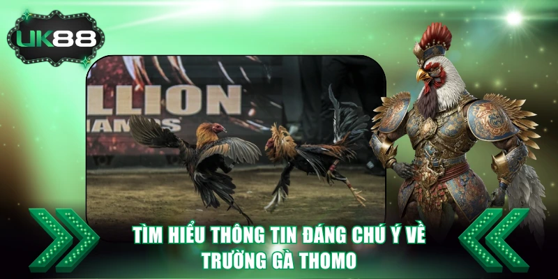 Tìm hiểu thông tin đáng chú ý về trường gà Thomo