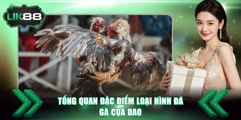 Tổng quan đặc điểm loại hình đá gà cựa dao